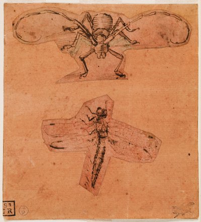 Study of insects, c. 1480 and c. 1503-1505 by Leonardo da Vinci